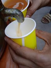 Aam Panna
