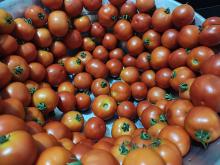 Tomatoes