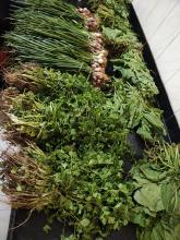 Spring Onion