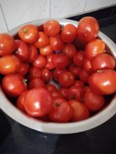 Onion