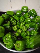 Capsicum