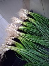 Green garlic